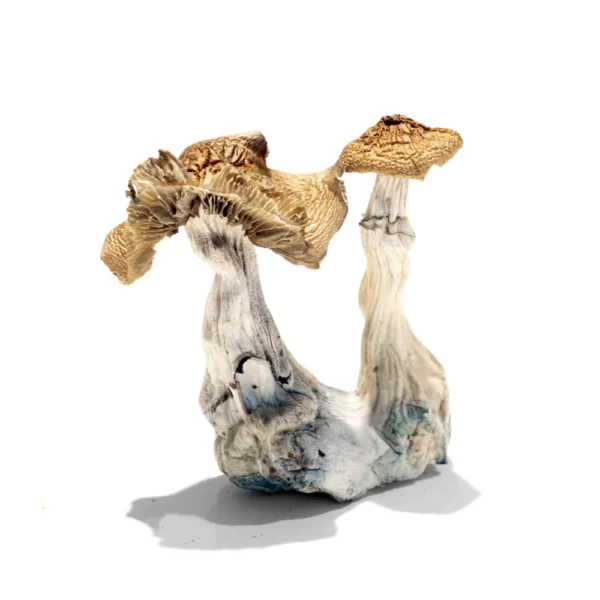 Lizard King Mushroom