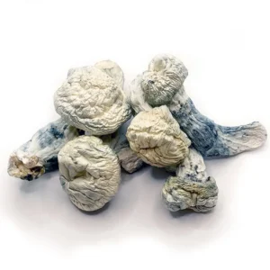 Buy Lucid Gates Magic Mushroom Online