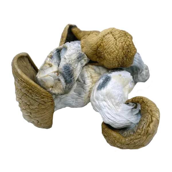 KING KONG Mushroom