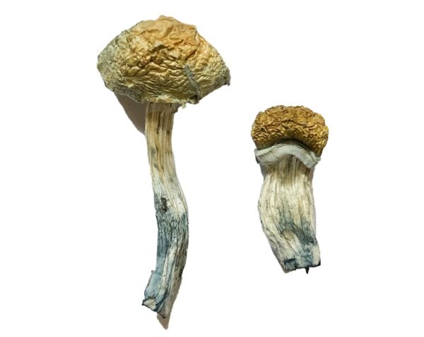 Mazatapec Magic Mushrooms